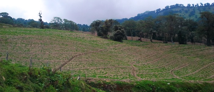 agriculture in costa rica