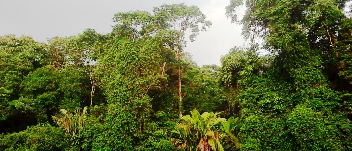 rainforest jungle in costa rica