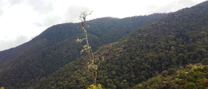 costa rica forest