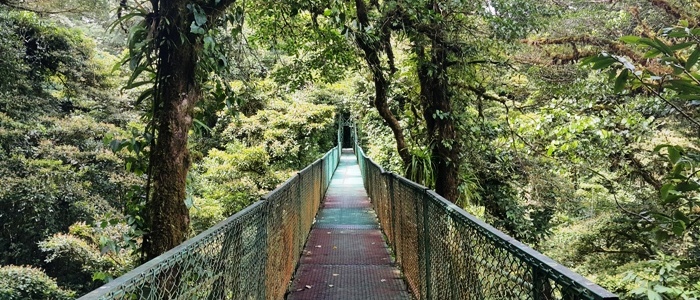 visit the monteverde hanging bridges during your trip to costa rica