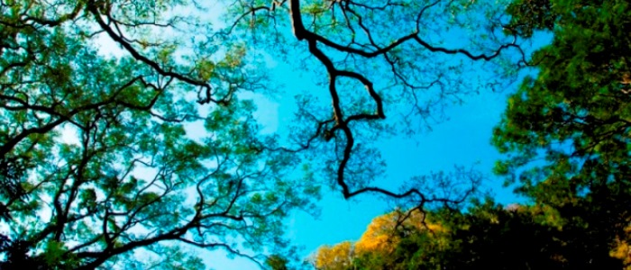 beautiful-costa-rica-rainforest