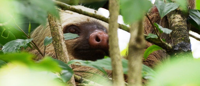 sloth in the costa rica rainforest