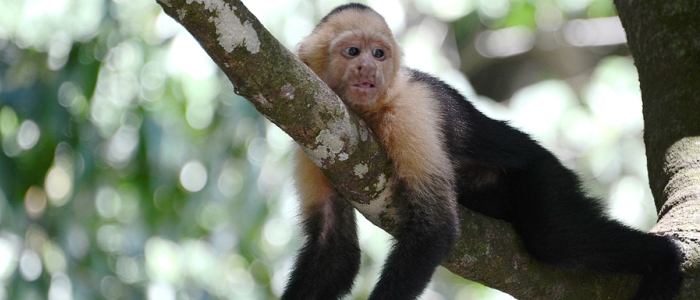 costa-rica-wildlife-in-the-rainforest