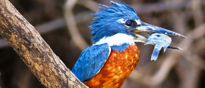 the best birdwatching in all central america