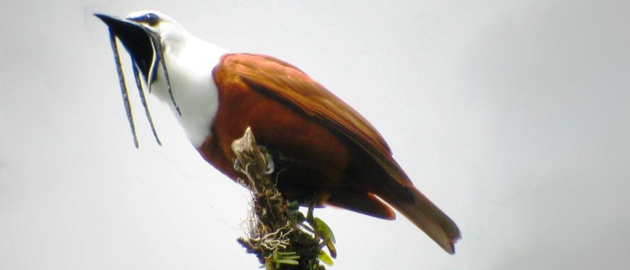 birds of the monteverde cloudforest