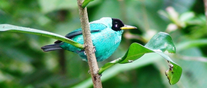 costa rica has a tremendous amount of bird species 