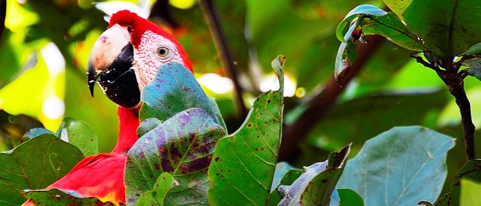scarlet macaw near manuel antonio national park
