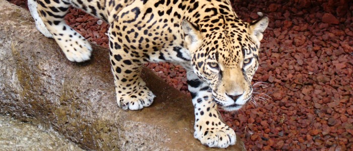rainforest animals observation in costa rica