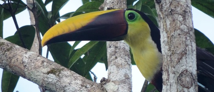 take lots of animal pictures when visiting costa rica