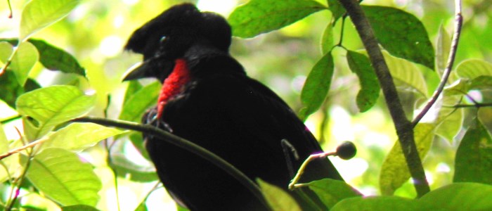 wildlife found in the costa rica rainforest
