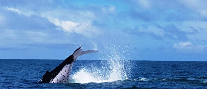 the best place for whale observation in costa rica