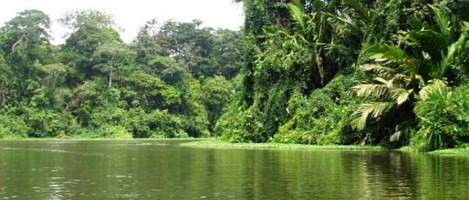 Tortuguero canals, rainforest & wildlife | Go Tours Costa Rica