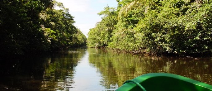 Tortuguero canals, rainforest & wildlife | Go Tours Costa Rica